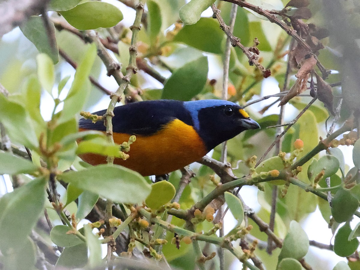 Hispaniolan Euphonia - ML646987793