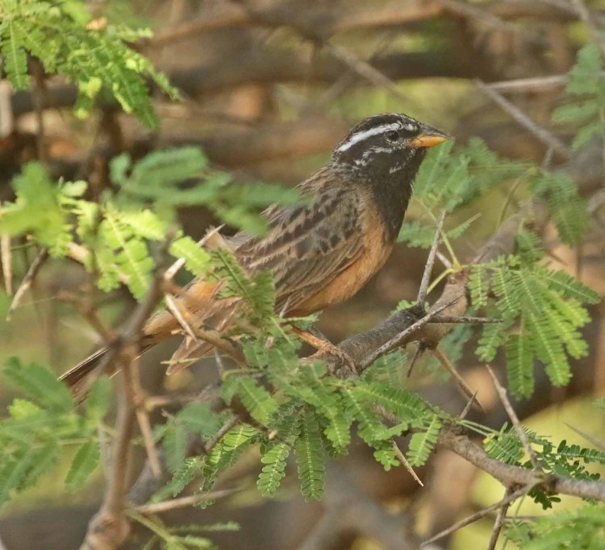 Каштановая овсянка - ML646987794