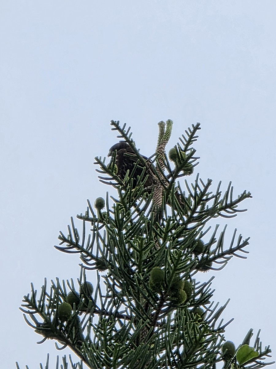 Short-tailed Hawk - ML646987796