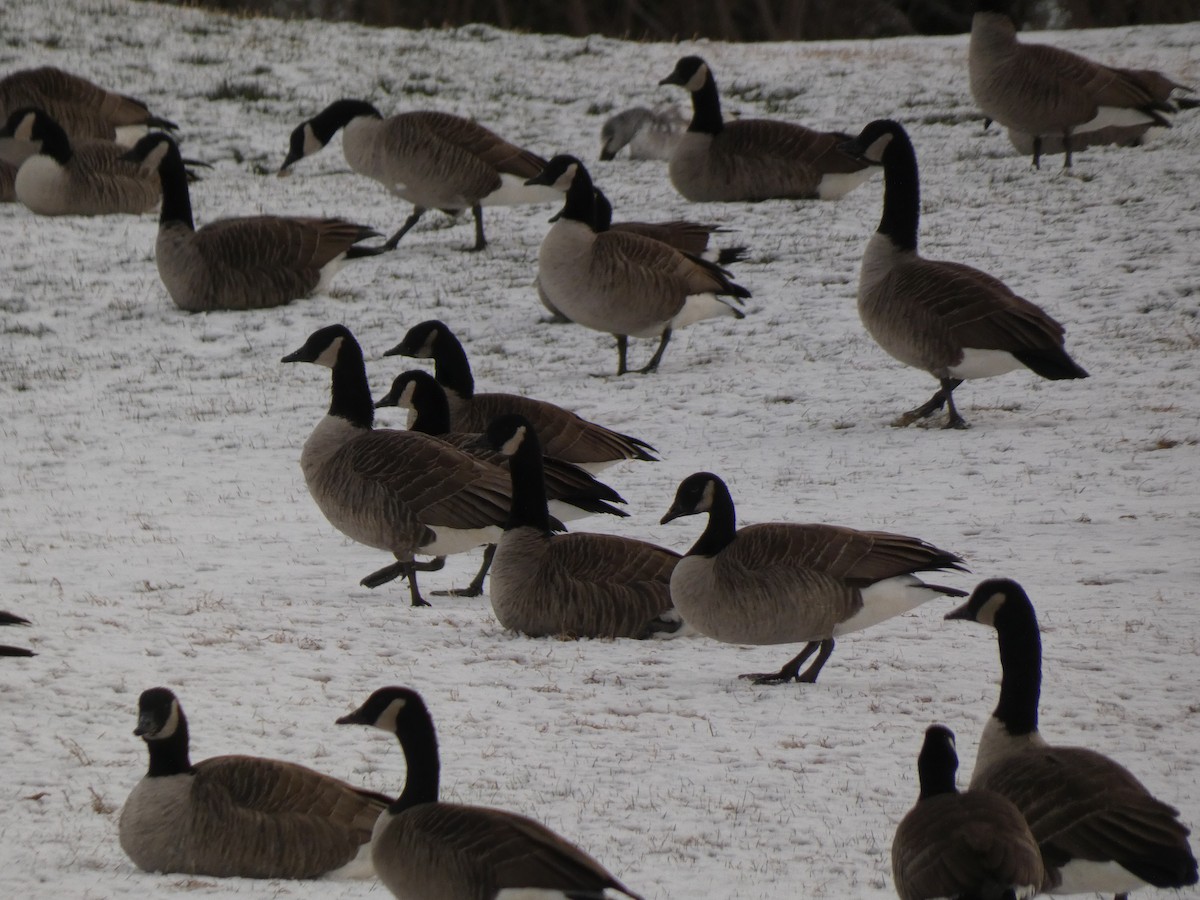 Barnacla Canadiense Grande - ML646987798