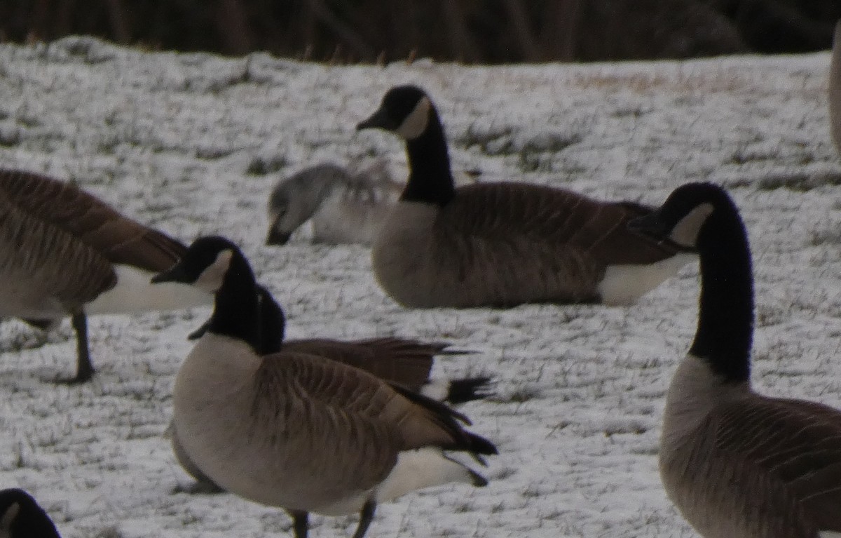 Ánsar Nival - ML646987806