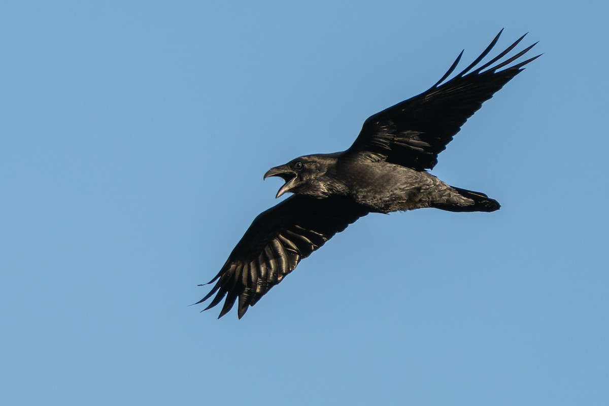 Grand Corbeau - ML646987814