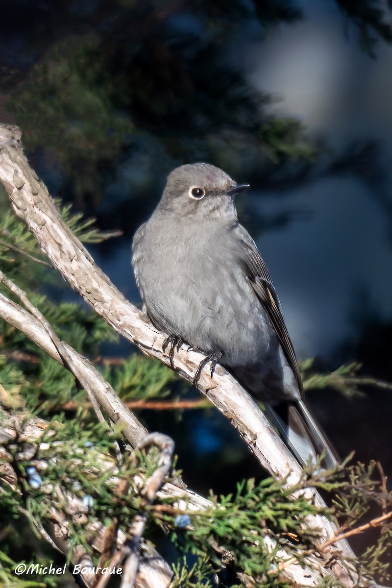 Солітаріо північний - ML646987815