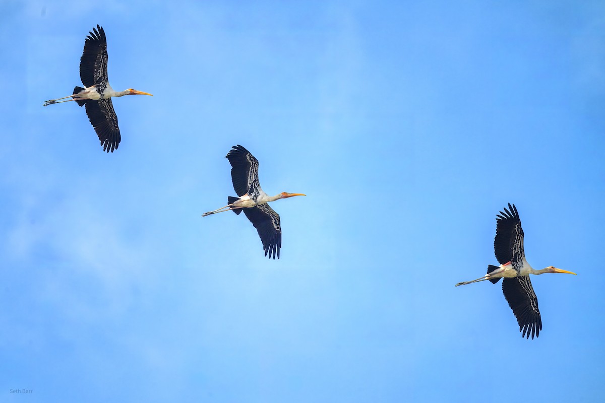 Painted Stork - ML646987819