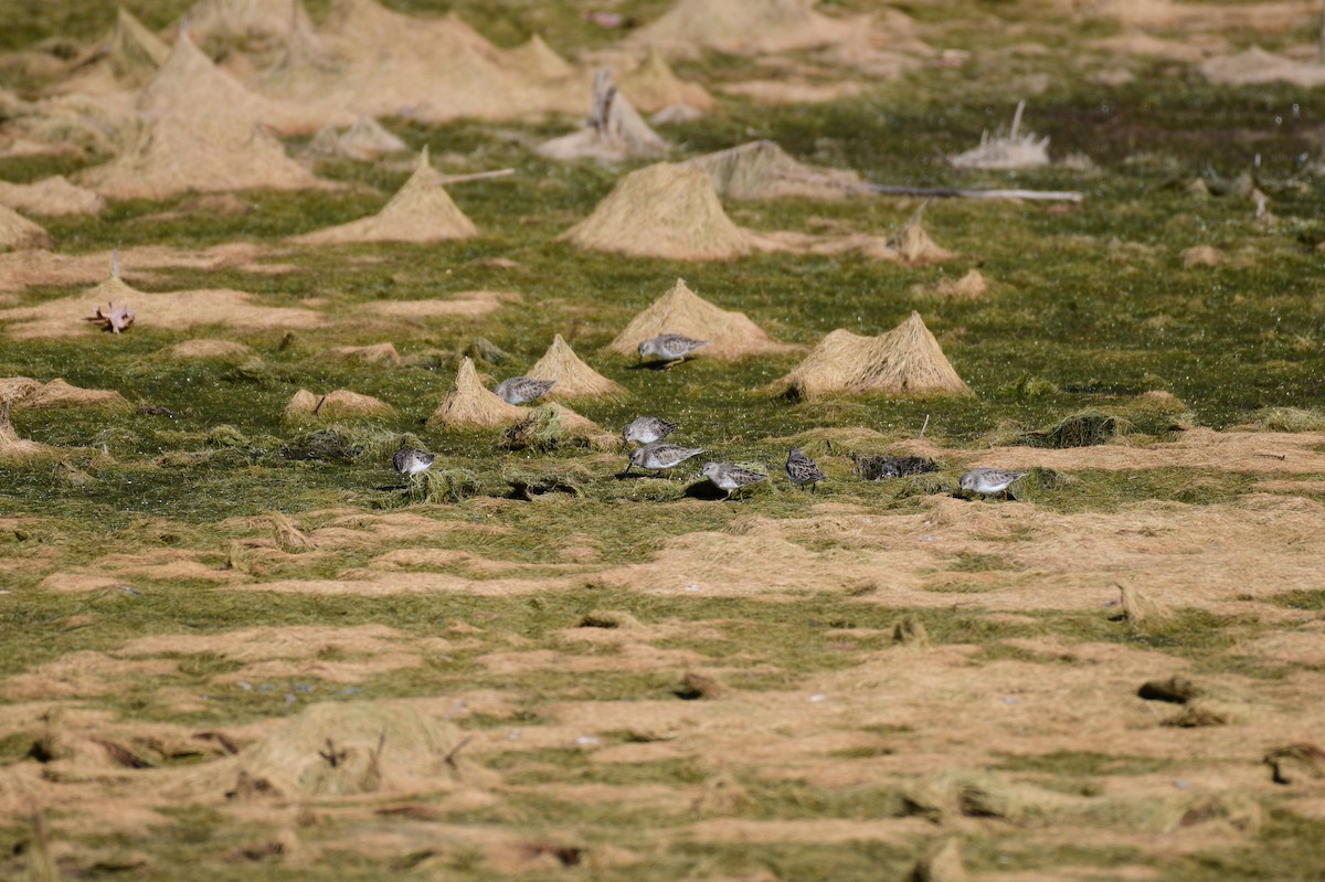 Wiesenstrandläufer - ML646987825