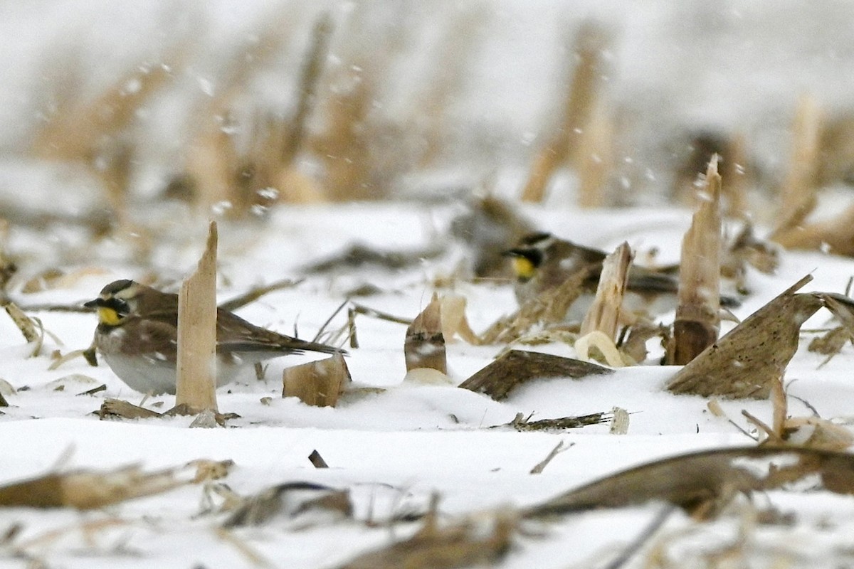 Horned Lark - ML646987828