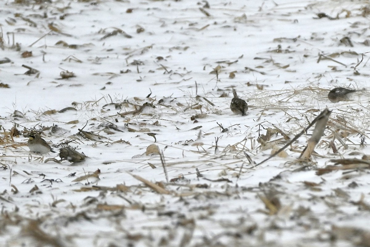 Horned Lark - ML646987829