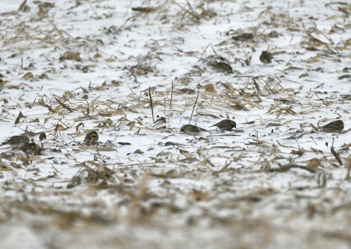 Horned Lark - ML646987830