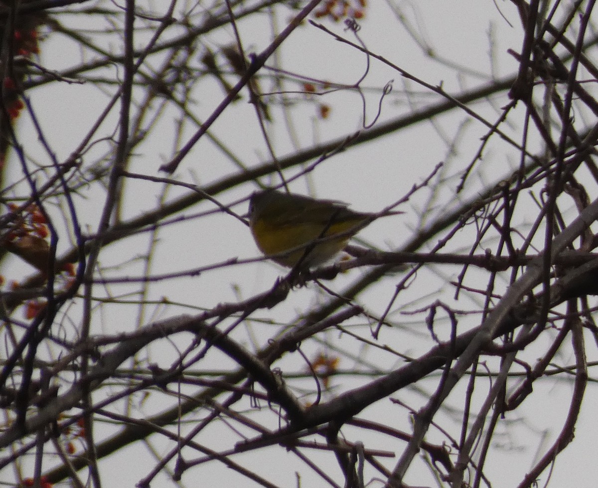 Reinita de Nashville - ML646987833