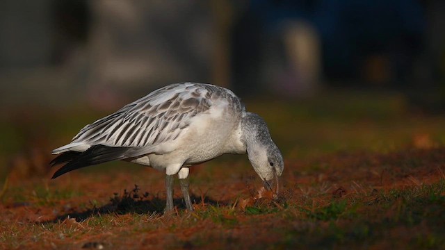 Kar Kazı - ML646987836