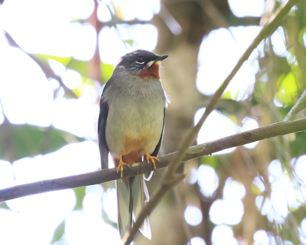 Солітаріо рудогорлий - ML646987837