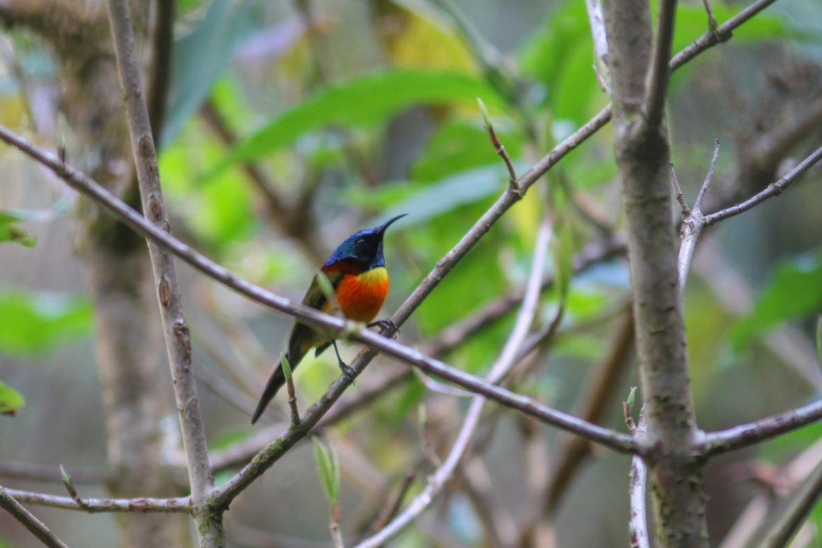 Green-tailed Sunbird - ML646987843
