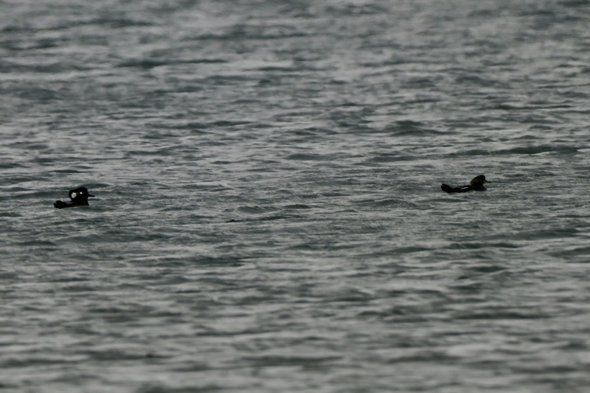 Hooded Merganser - ML646987845