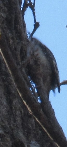 Grimpereau brun - ML646987846