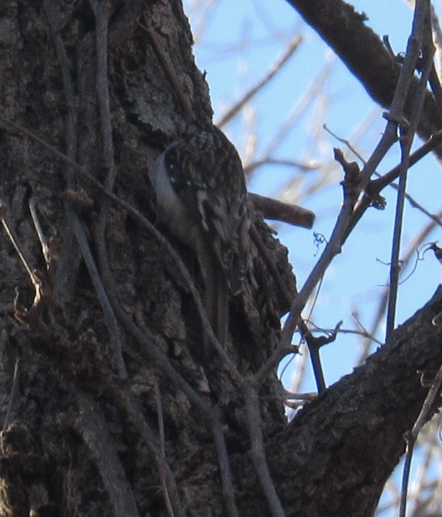 Grimpereau brun - ML646987847