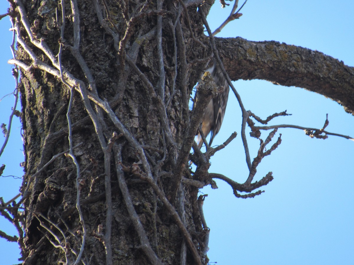 Grimpereau brun - ML646987848