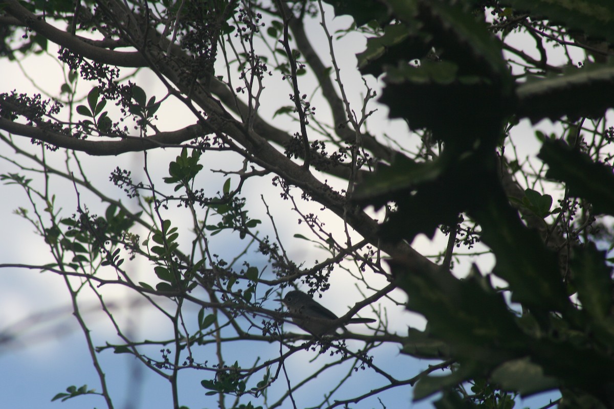 leskot modrošedý - ML646987849