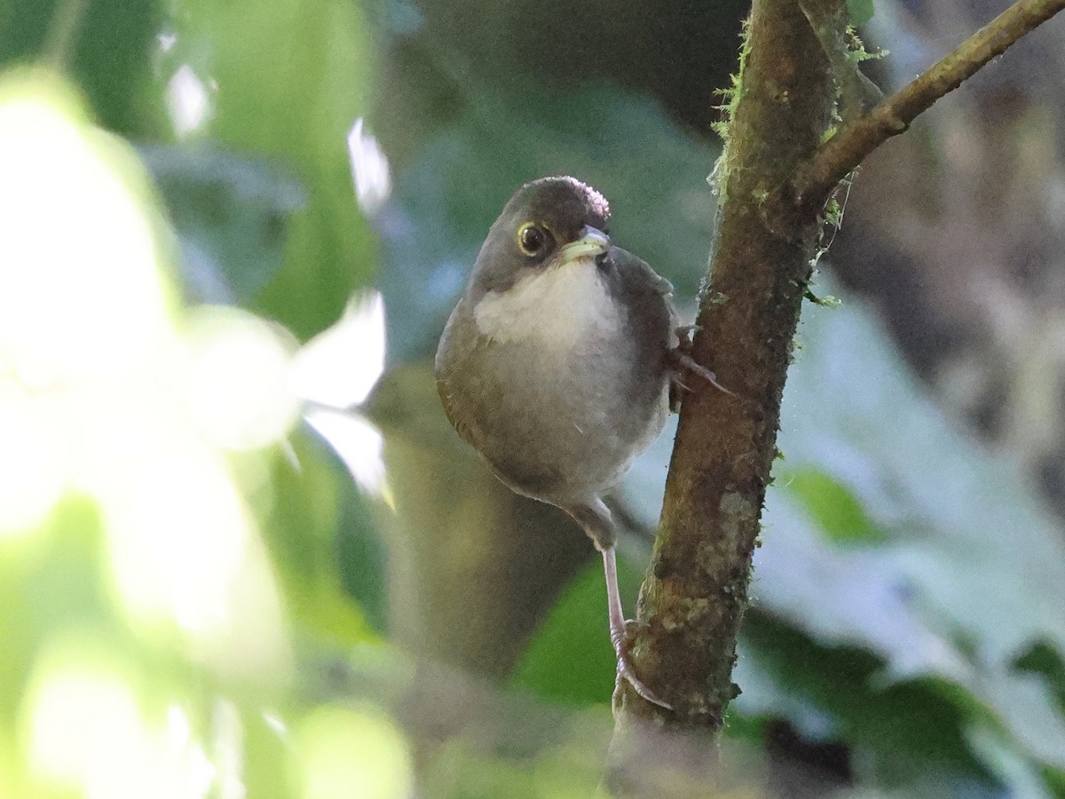 Корніхон східний - ML646987850