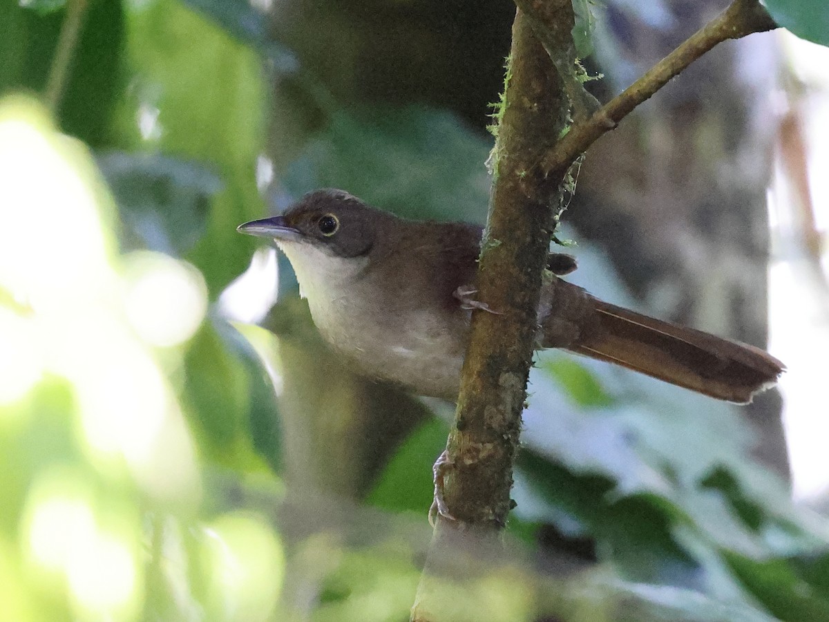 Корніхон східний - ML646987854