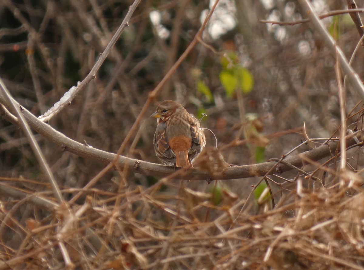 Chingolo Zorruno (iliaca/zaboria) - ML646987855