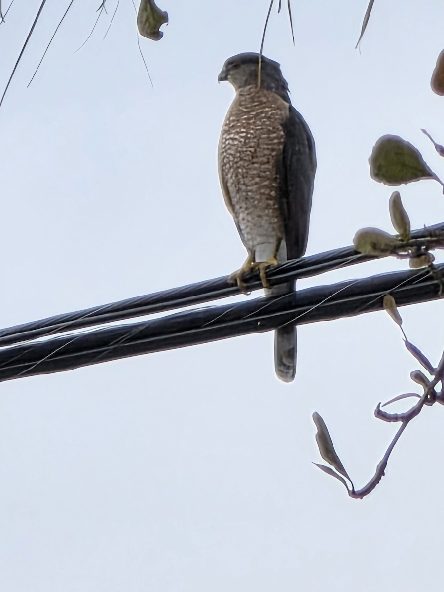Cooper's Hawk - ML646987857