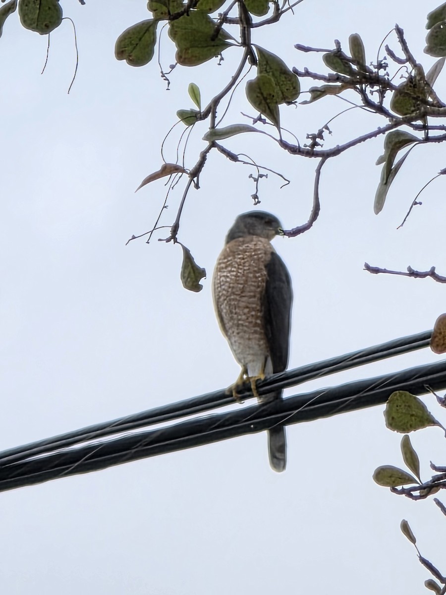 Cooper's Hawk - ML646987858
