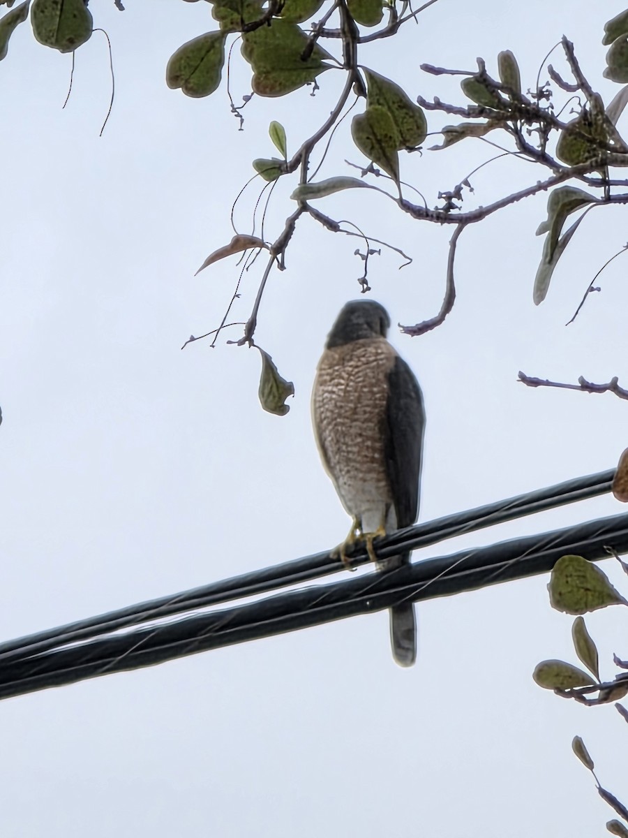 Cooper's Hawk - ML646987859