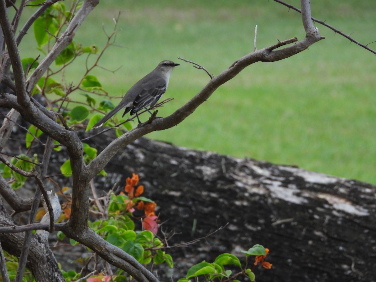 Tropikal Taklitçi - ML646987861