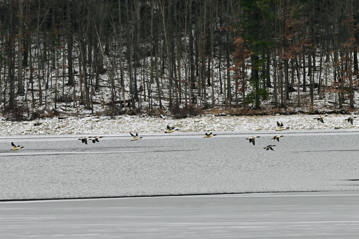 Common Merganser - ML646987862