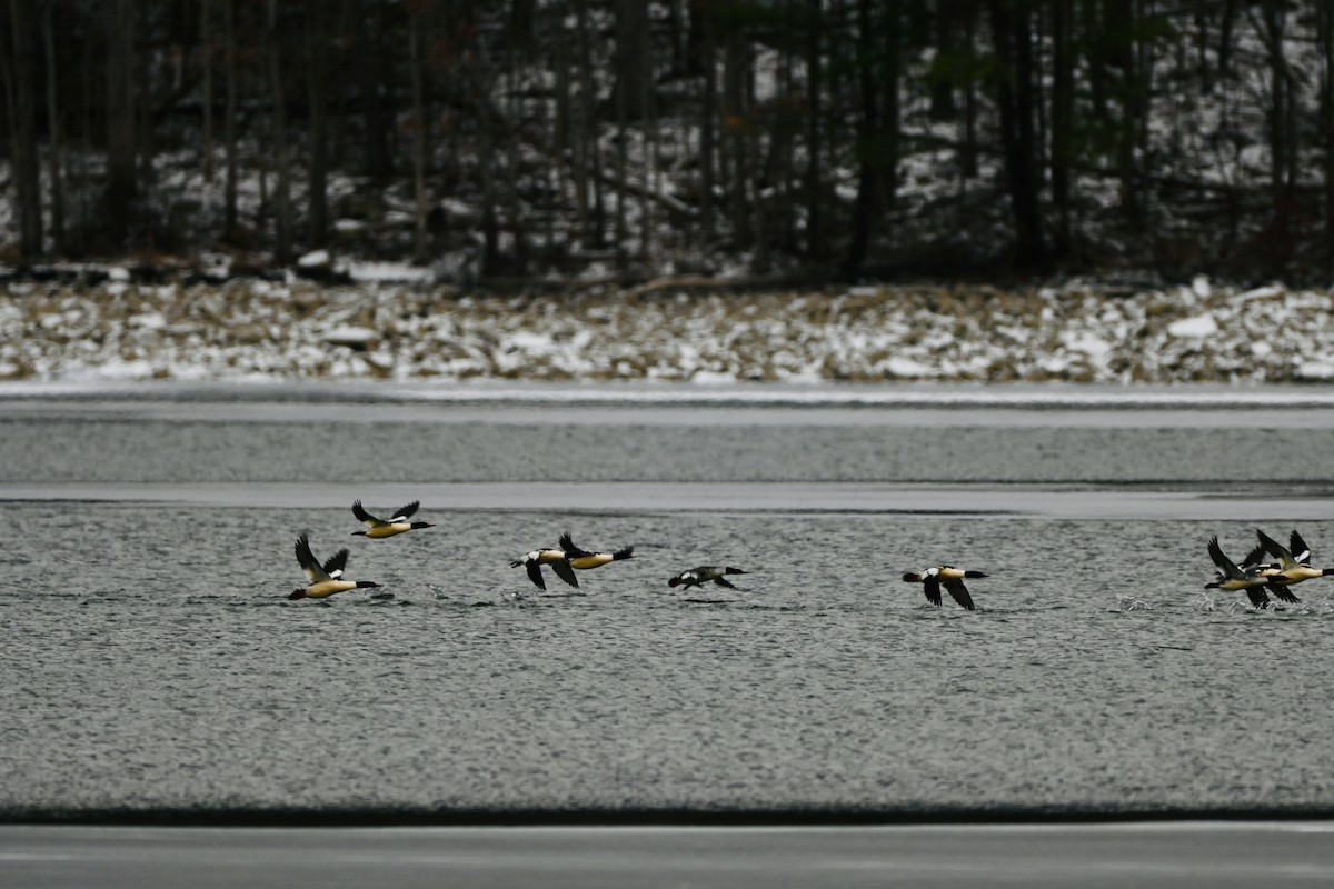 Common Merganser - ML646987863