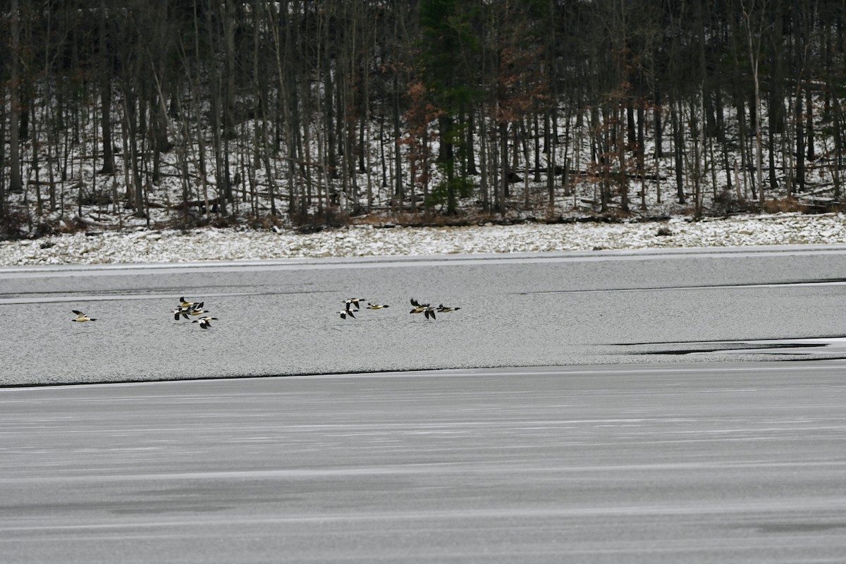 Common Merganser - ML646987864