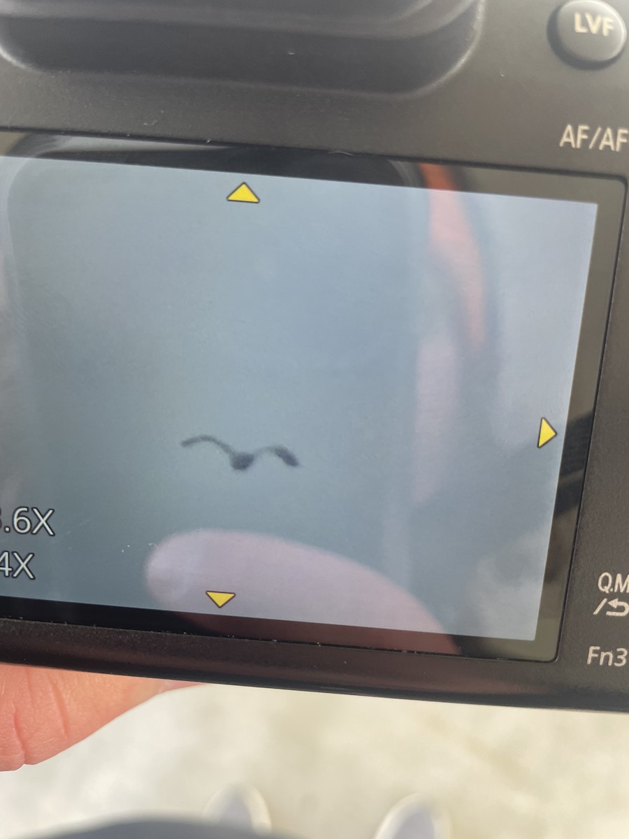 Oie des neiges - ML646987865