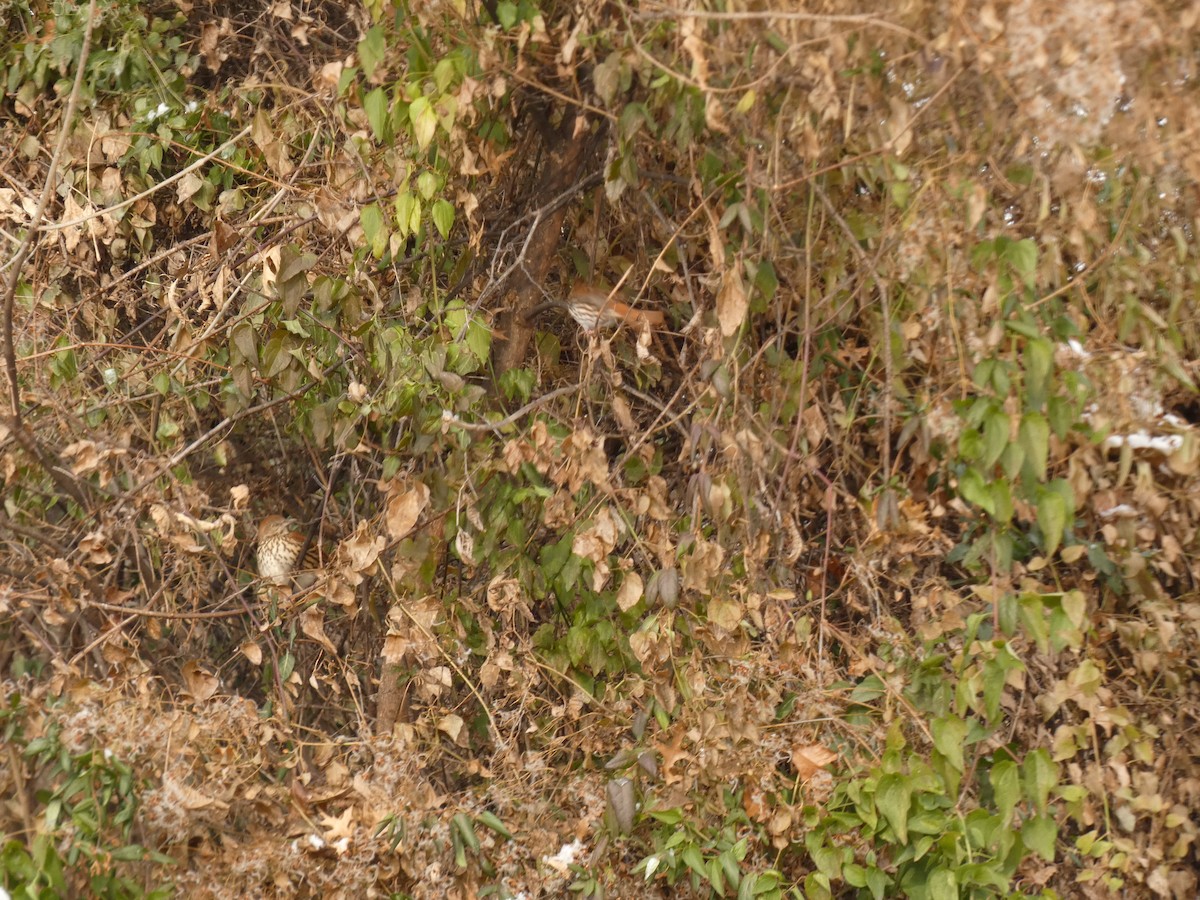 Cuitlacoche Rojizo - ML646987867