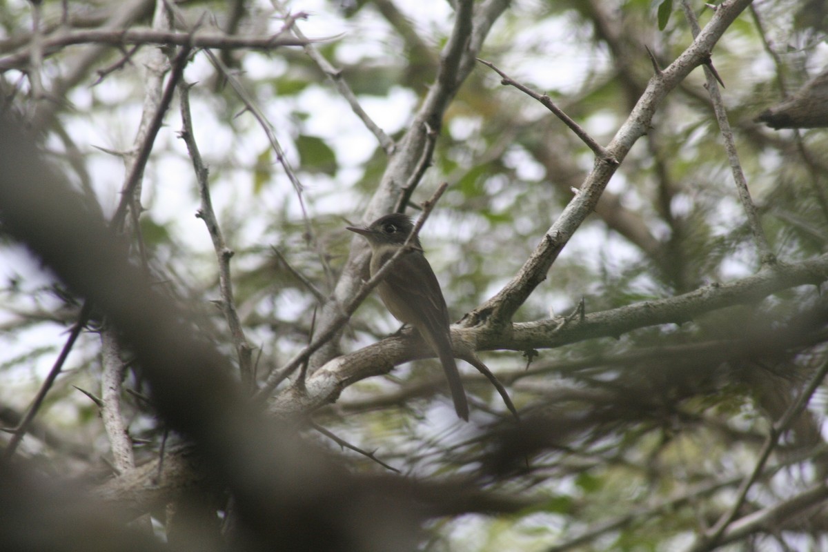 Cuban Pewee - ML646987868