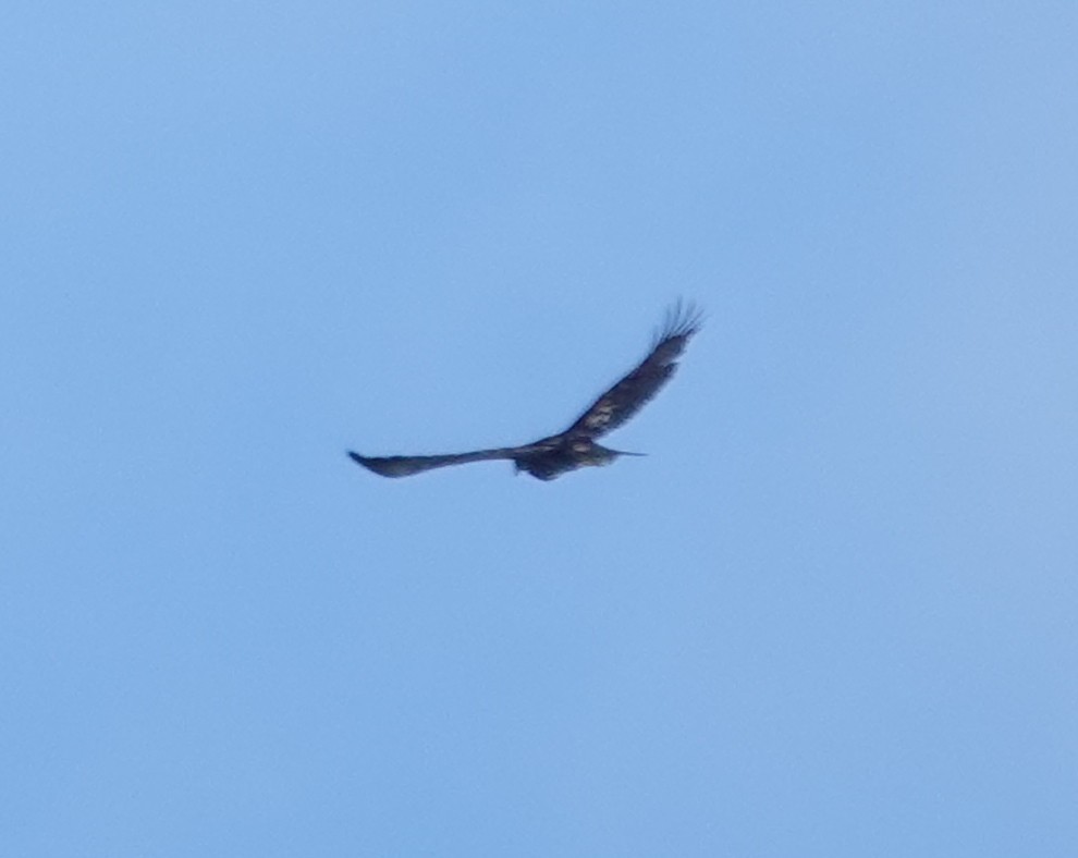 イヌワシ - ML646987870