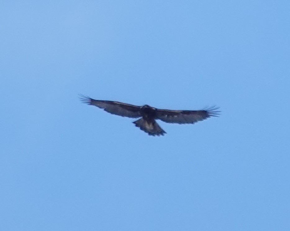 イヌワシ - ML646987871