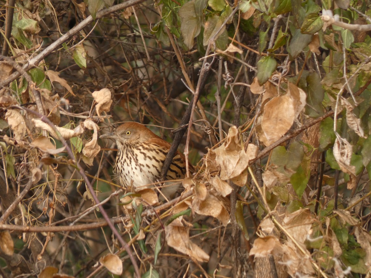 Cuitlacoche Rojizo - ML646987875