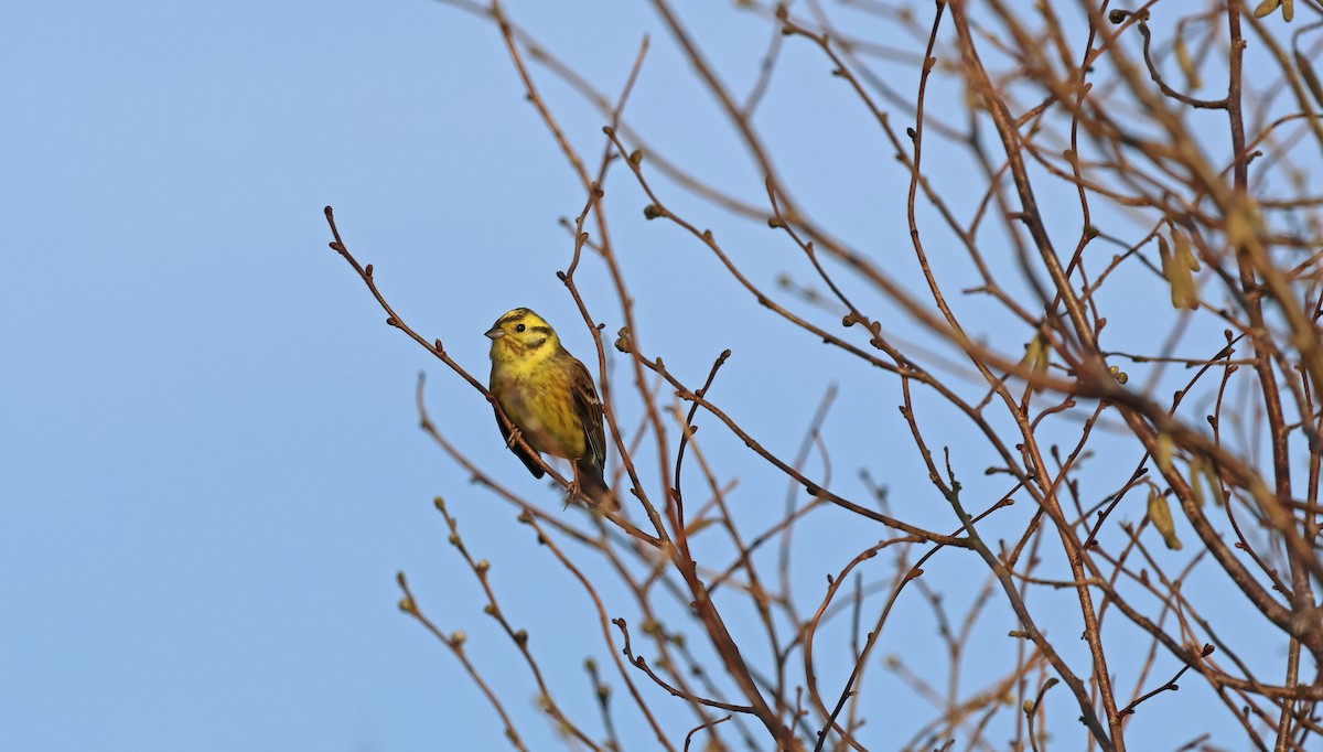 Escribano Cerillo - ML646987877