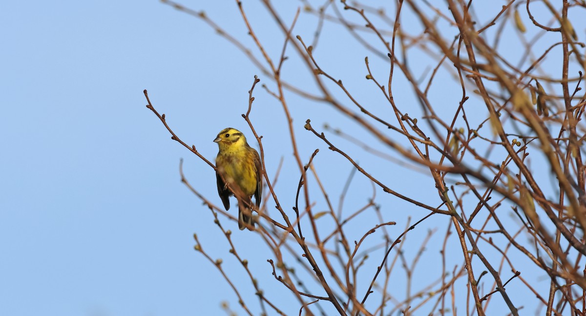 Escribano Cerillo - ML646987878