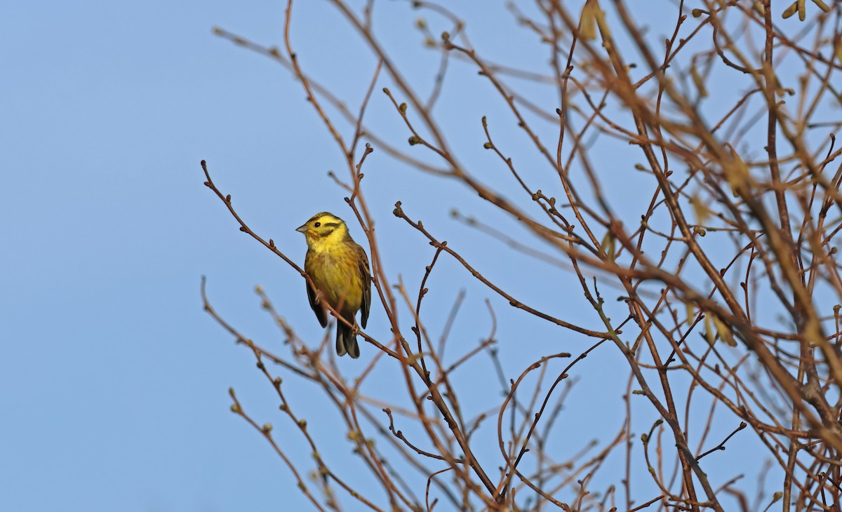 Escribano Cerillo - ML646987879