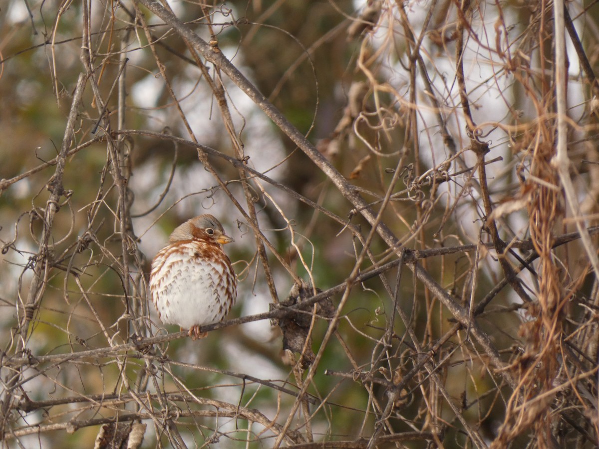 Chingolo Zorruno (iliaca/zaboria) - ML646987880