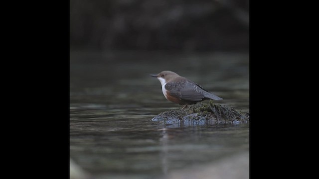 Derekuşu - ML646987881