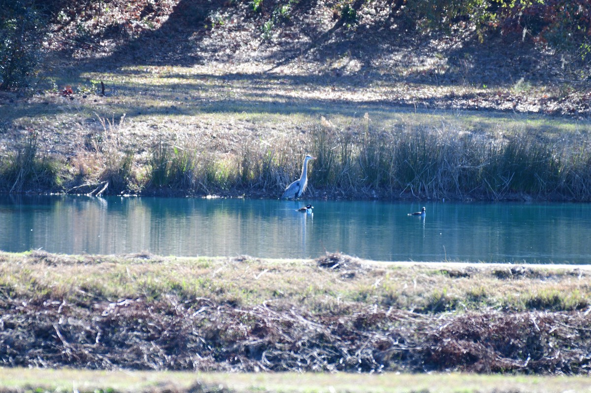 Kappensäger - ML646987885