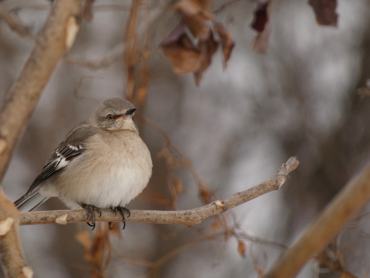 Sinsonte Norteño - ML646987886