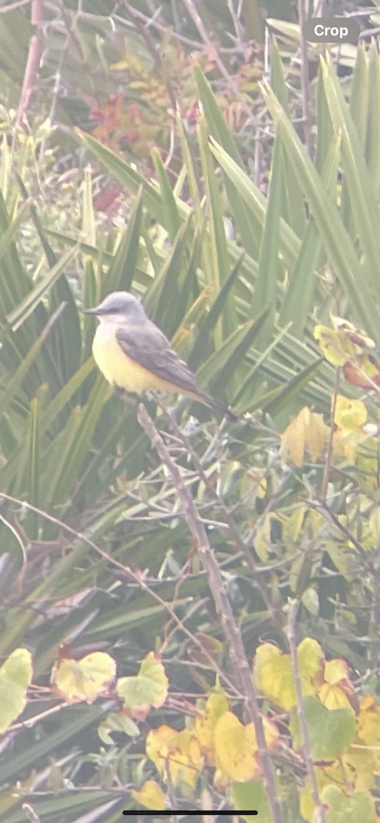 Tyran de l'Ouest - ML646987887