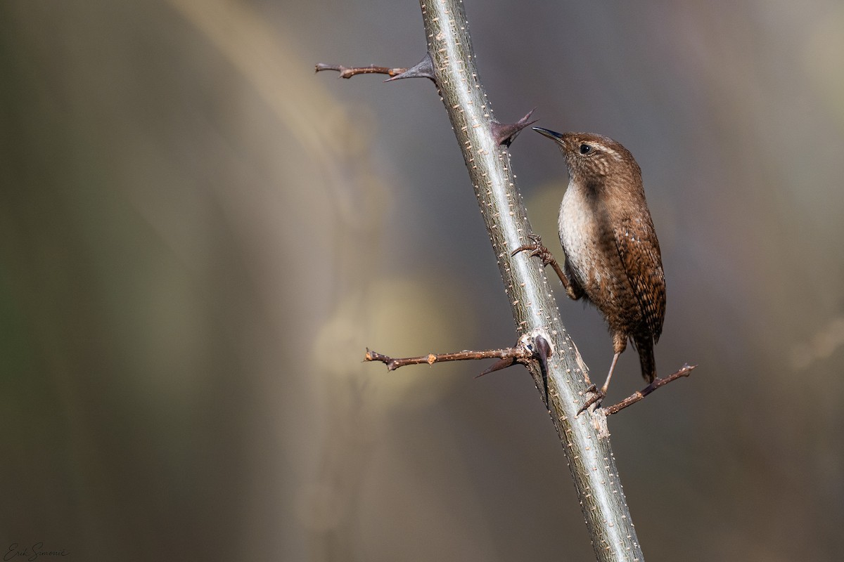 Eurasian Wren - ML646987890