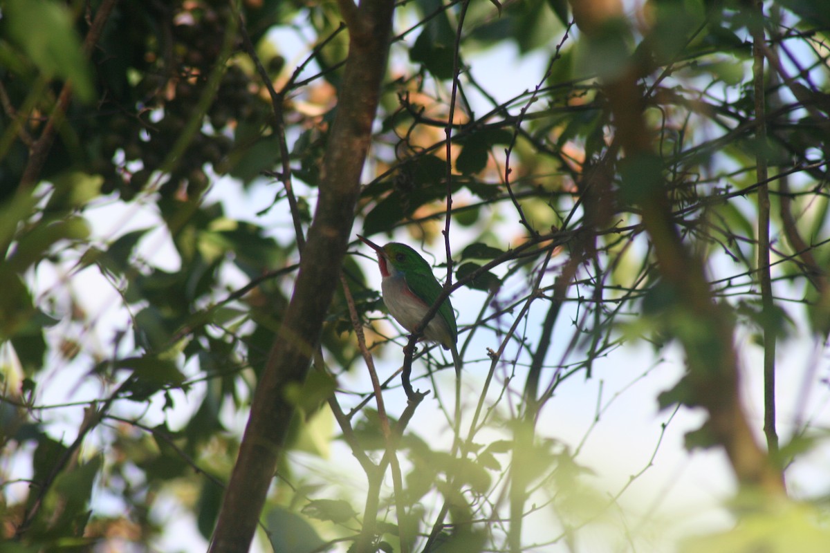 todi pestrý - ML646987892