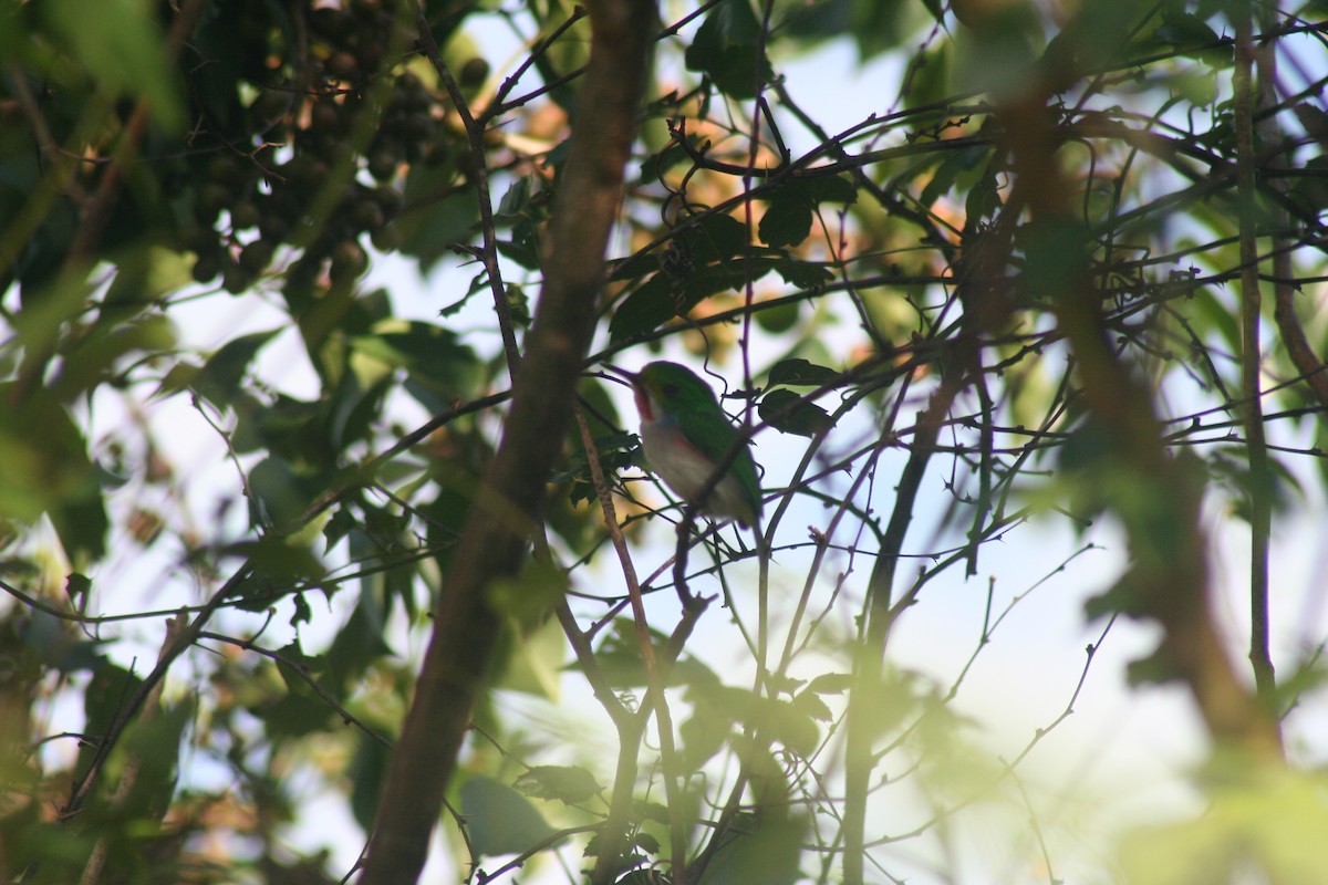 todi pestrý - ML646987893