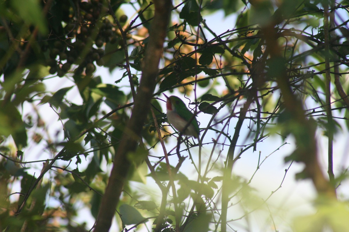 todi pestrý - ML646987895