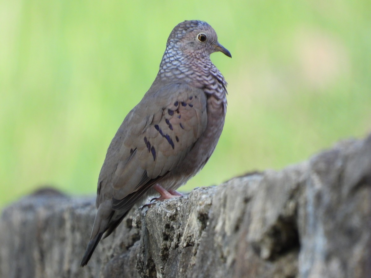 Common Ground Dove - ML646987900